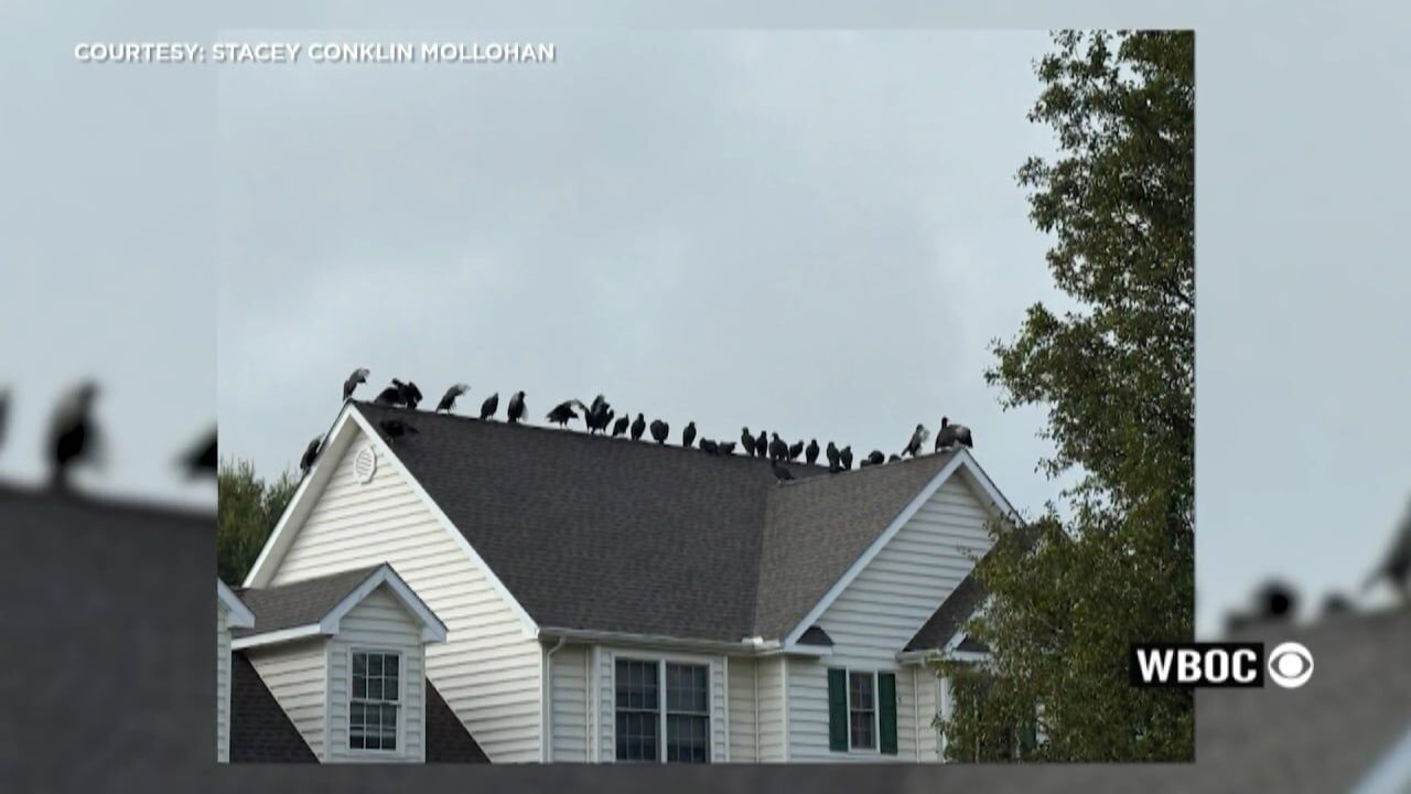 Derbywood neighbors frustrated by vulture invasion